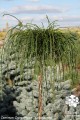 Th. plic. Whipcord Pa (Kopiowanie).jpg