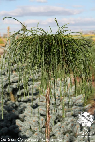 Th. plic. Whipcord Pa (Kopiowanie).jpg