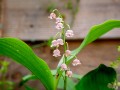 Convallaria majalis Rosea -D- 1.jpg