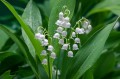Convallaria prolificans Majalis  -DSH- 1.jpg