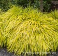 Hakonechloa macra Allgold (002).jpg
