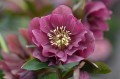 Helleborus or. Double Ellen® Red -D- 1.jpg