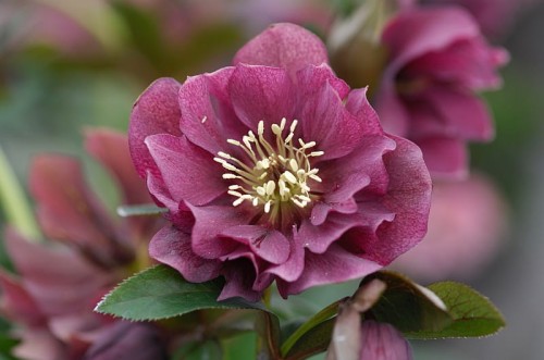 Helleborus or. Double Ellen® Red -D- 1.jpg