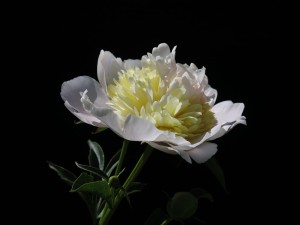 Piwonia chińska 'Primavera' C3