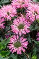 sugar-buzz-pink-frosting_monarda-hybrida_79283_3.jpg