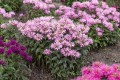 sugar-buzz-pink-frosting_monarda-hybrida_79283_2.jpg