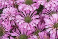 sugar-buzz-pink-frosting_monarda-hybrida_79283_1.jpg