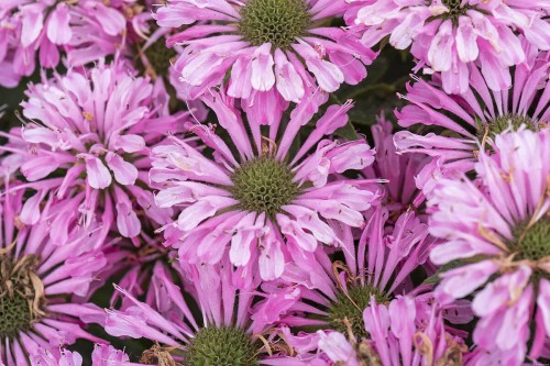sugar-buzz-pink-frosting_monarda-hybrida_79283_1.jpg