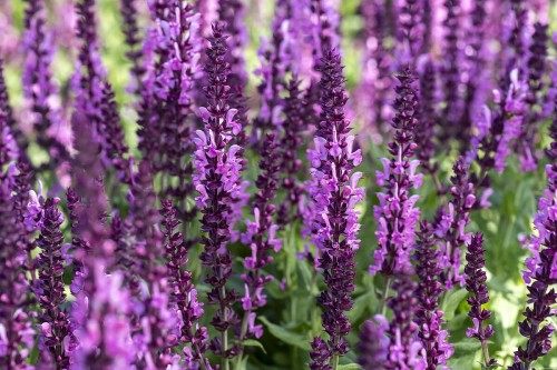sensation-deep-rose-imp_salvia-nemorosa_77324_3.jpg