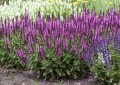 sensation-deep-rose-imp_salvia-nemorosa_77324_2.jpg