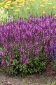 sensation-deep-rose-imp_salvia-nemorosa_77324_1.jpg
