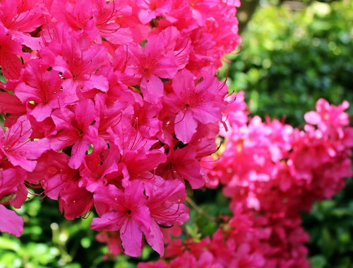azalea-1387517_1920.jpg
