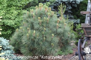 Sosna Jeffreya 'Joppi' C30