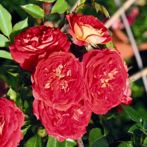 Starlet Rosen Tantau Carmen®.jpg