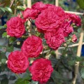 Starlet Rose Lola®.jpg