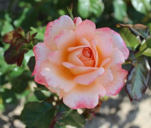 Róża rabatowa 'Sunset Boulevard' C3