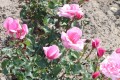 PINK ROSE.JPG