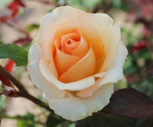 Róża wielkokwiatowa 'Versilia' C3