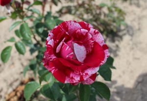 Róża wielkokwiatowa 'Papageno' C3