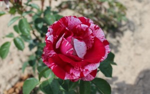 Róża wielkokwiatowa 'Papageno' (Pa) C4