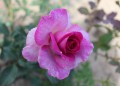 Violette.JPG