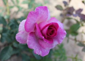 Róża wielkokwiatowa 'Violette Perfume' C3