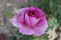 Violette (2).JPG