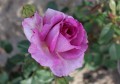 Violette Perfume.JPG