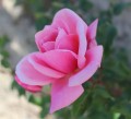 PINK ROSE (2).JPG