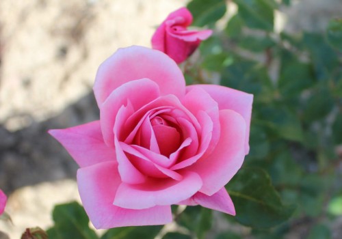 Rabatowa różowa (2).JPG