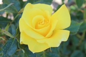 Róża rabatowa 'Friesia' C3