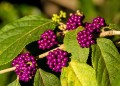 velvet-leaf-shrub-663013_1280.jpg