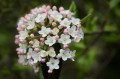viburnum-8729743_1280.jpg