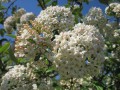 viburnum-utile-846482_1280.jpg