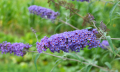 Budleja Davida 'Nanho Blue'.png