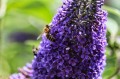 buddleja-6473099_1280.jpg