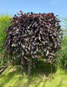 Buk pospolity 'Atropurpurea Pendula' C10