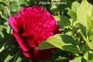 Piwonia chińska 'Eliza Lundy' C3