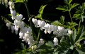 dicentra-alba-5064228_1280.jpg