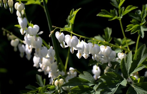 dicentra-alba-5064228_1280.jpg