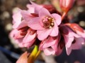 Bergenia 'Pink Dragonfly'.jpg