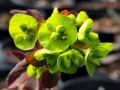 Wilczomlecz migdałolistny 'Purpurea' (Kopiowanie).jpg