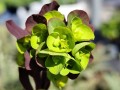 Wilczomlecz migdałolistny 'Purpurea' 1 (Kopiowanie).jpg