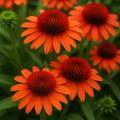 Echinacea Meditation Orange.png