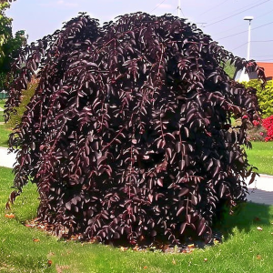 Buk pospolity  'Purpurea Pendula' (Pa) P16