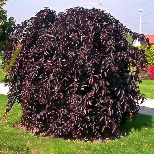 Buk Purpurea Pendula.png