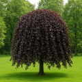 Buk Purpurea Pendula2.png