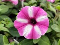 Supertunia VISTA 'Raspberry Star'.jpg