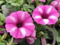Supertunia VISTA 'Raspberry Star'1.jpg