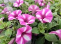 Supertunia VISTA 'Raspberry Star'2.jpg